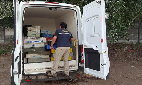 Incautan casi 3 toneladas de merluza ilegal en Maule en tras persecución