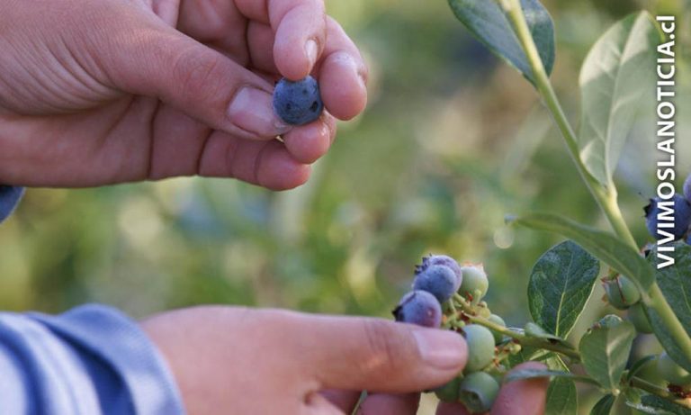 Temporada del arándano termina con sabor amargo para exportadores