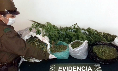 Detienen a hombre de 70 años por cultivo ilegal de marihuana