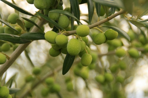 Científicos crean forma para estimar cantidad de aceite en olivo