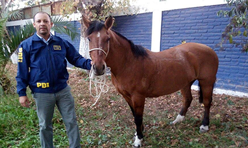 PDI recuperó caballo robado en El Yacal
