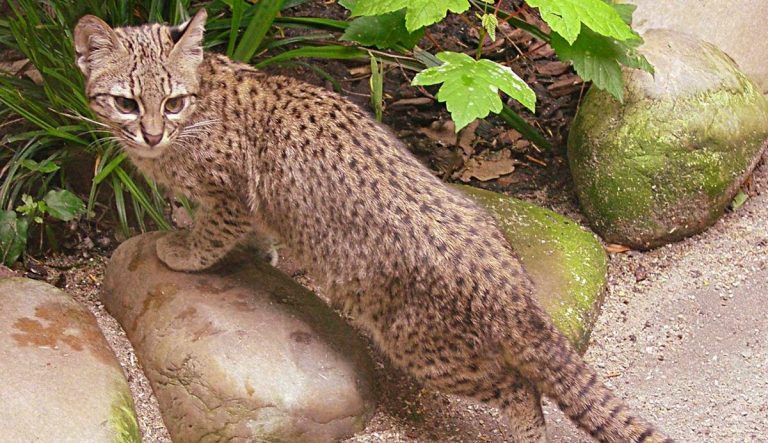 Encuentran rara especie de gato chileno e intentarán clonarlo