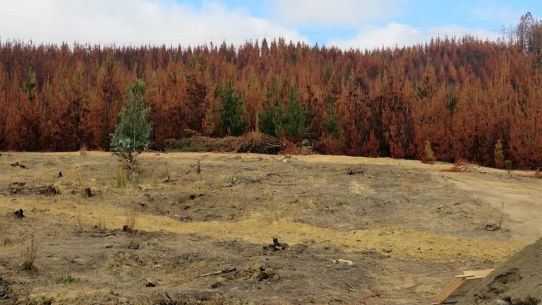 Minvu compró terreno en Santa Olga en donde se construirán 270 viviendas definitivas