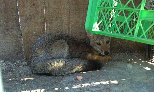 [FOTOS] Rescatan a animal protegido en Majadilla de Rauco