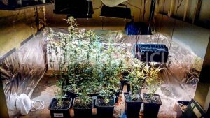 Carabineros despliega ronda extraordinaria y cursa diversas infracciones en la comuna de Licantén