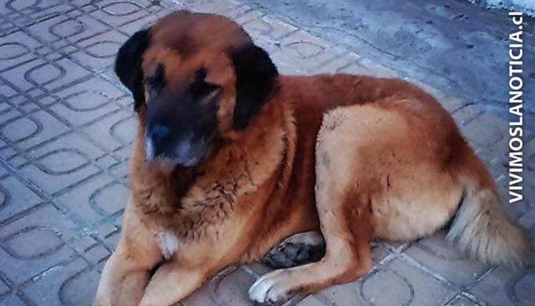 “Arturo” descansa en la subida del cerro Condell