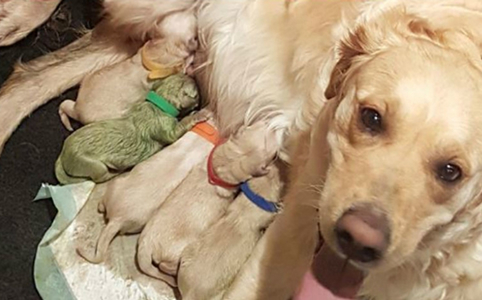 Es verdad: Nace un perro de color verde en Escocia