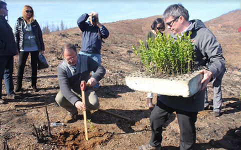 Lanzan campaña para reforestar con bosque nativo en O’Higgins y Maule
