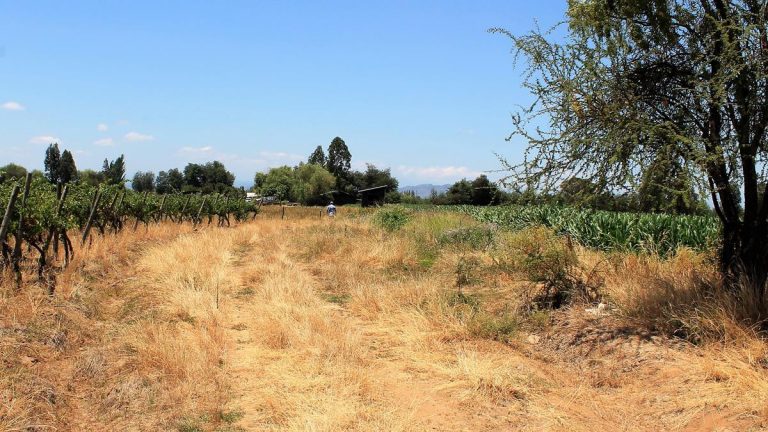 Denuncian total abandono de la agricultura