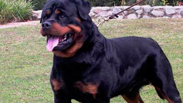 Mujer de 81 años muere tras ser atacada por perros Rottweiler