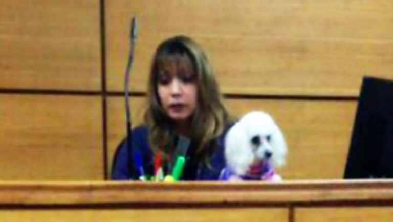 Magistrado dirige audiencia con su mascota en brazos