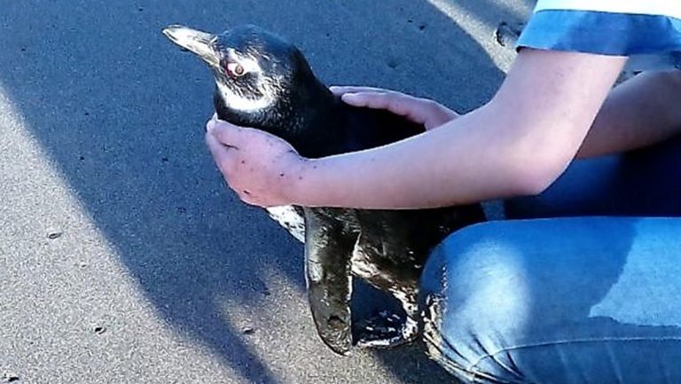 Pingüino rescatado en Licantén será derivado a centro de rehabilitación
