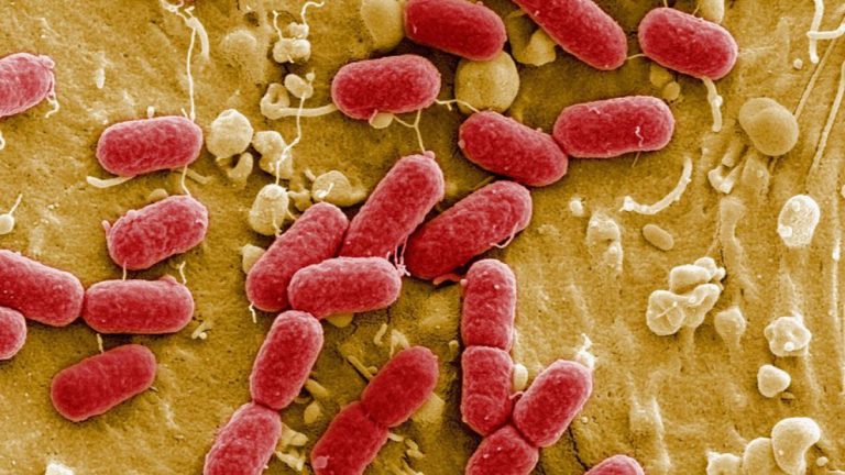 ¿Cuánto pesan los millones de microbios que viven en tu cuerpo?