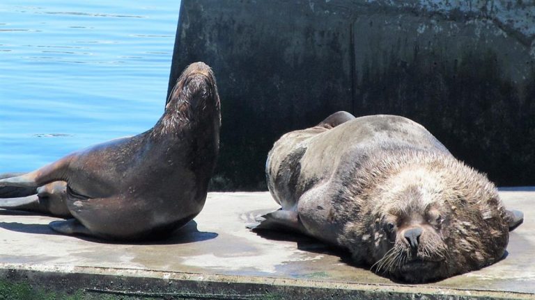 Sernapesca incrementa medidas de protección de especies marinas