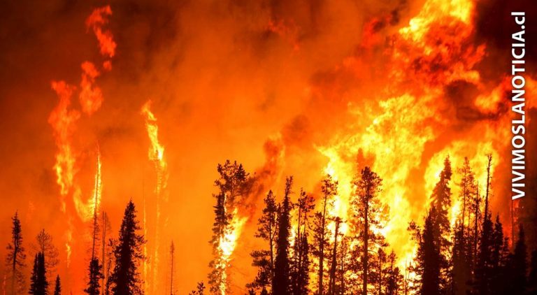 Conozca cómo puede ayudar a prevenir un incendio forestal