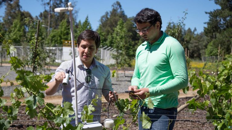 Crean sensores de bajo costo para mejorar calidad de las cosechas