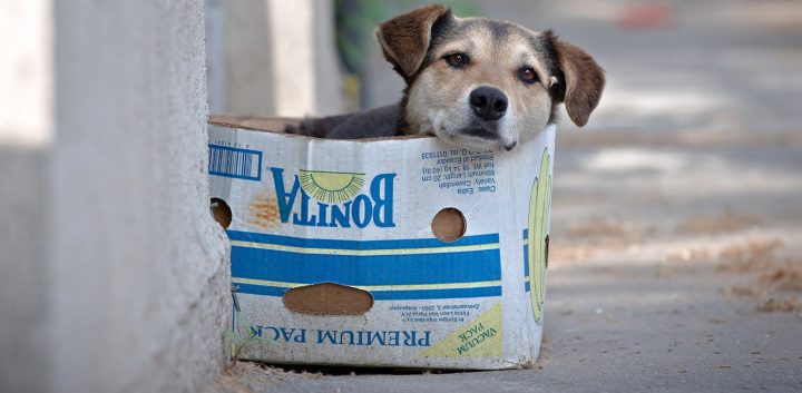 Grupos animalistas muestran preocupación por tenencia responsable de mascotas en Curicó
