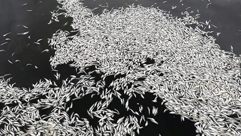 Investigan varazón de una tonelada de sardinas en desembocadora del río Maule