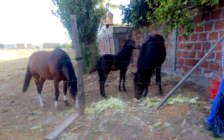 Preocupación por caballares abandonados en Villa Apumanque