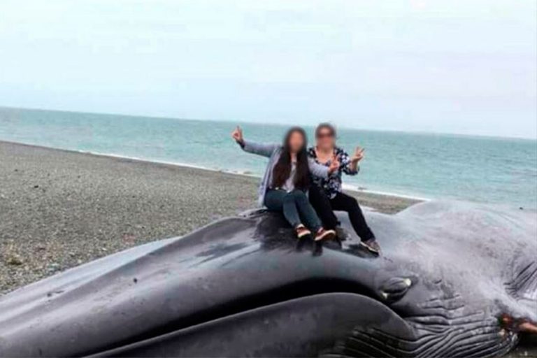 Foto junto a ballena muerta en Magallanes causa indignación en redes sociales
