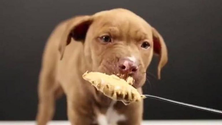 8 alimentos saludables y otros no tanto que son tóxicos para perros