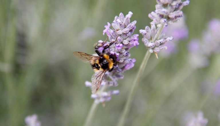Abejorro europeo podría afectar a abejas nativas de Chile