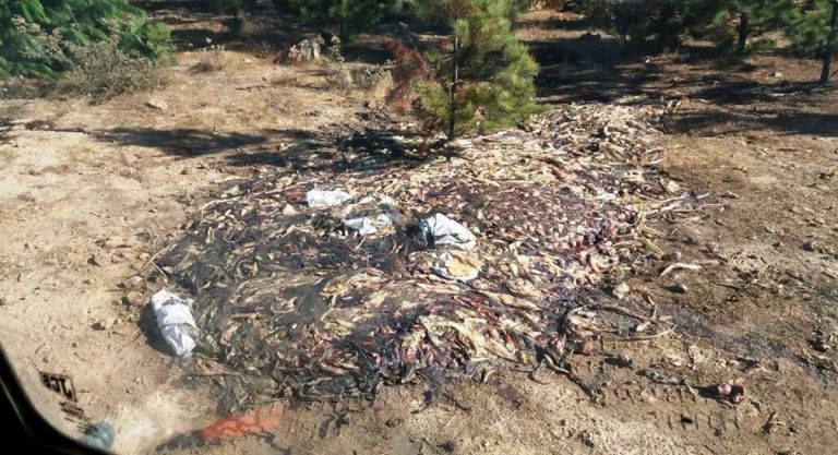 Insólito hallazgo de cargamento de jibia en cerros de Hualañé
