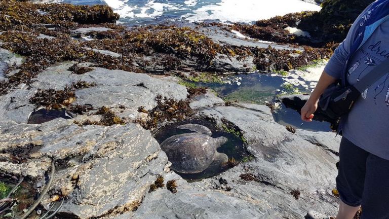 Rescatan tortuga marina varada en Curanipe
