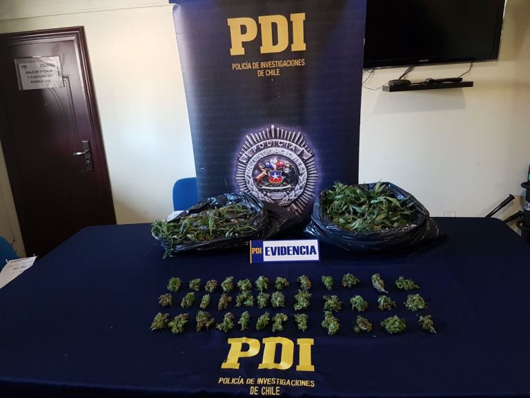 PDI Curicó detuvo a sujeto por infracción a la ley de drogas
