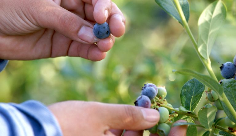 Investigación utilizará ozono para disminuir contaminación en berries