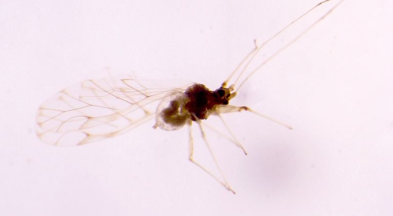 Investigadores alertan posible extinción de insecto nativo en el Maule