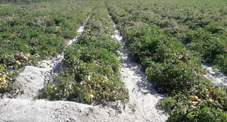 Residuos volcánicos dificultan riego de más de 3 mil hectáreas