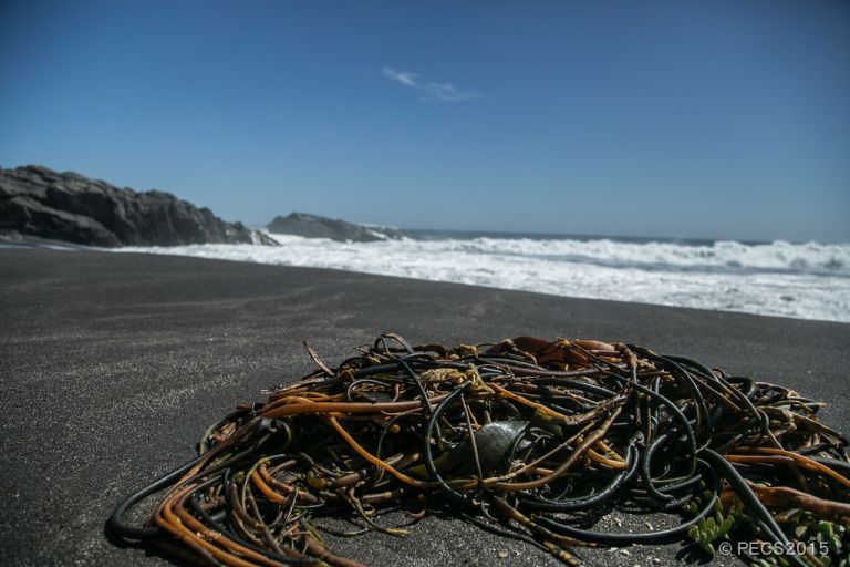 Algueras de la costa curicana desesperadas por veda del cochayuyo