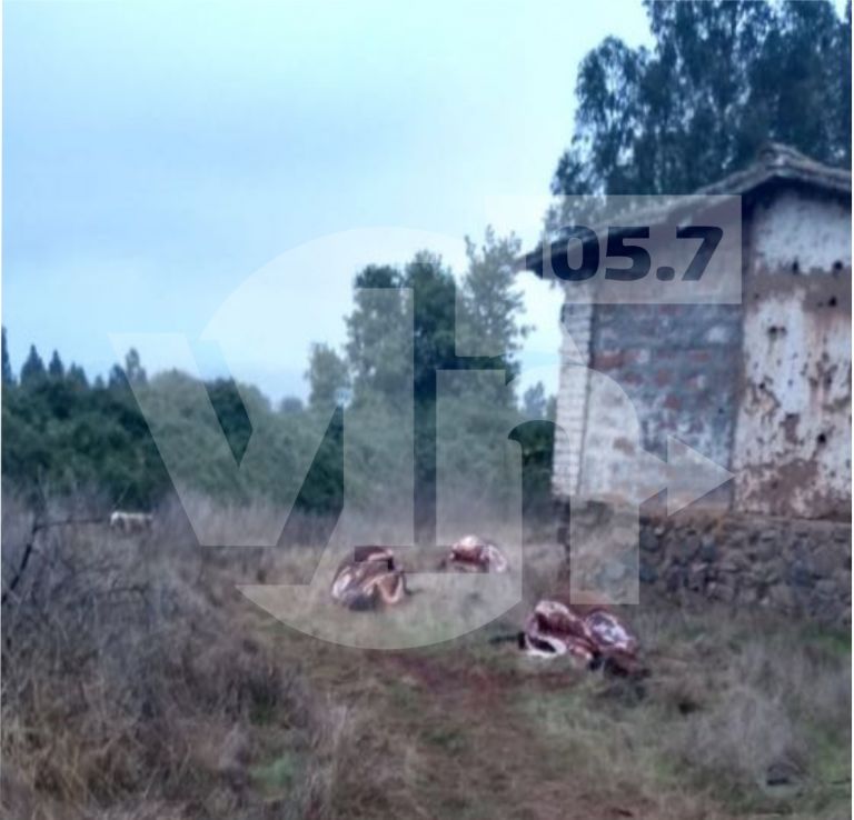 Impacto por matanza de caballares en La Huerta de Mataquito