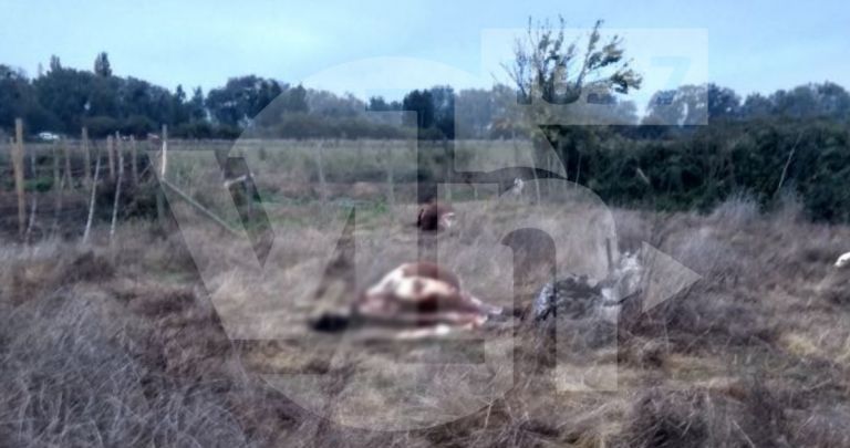 Instalarán cámaras para evitar robo de animales en Hualañé