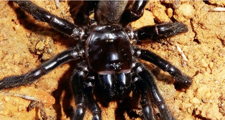 Muere la araña más vieja del mundo a los 43 años