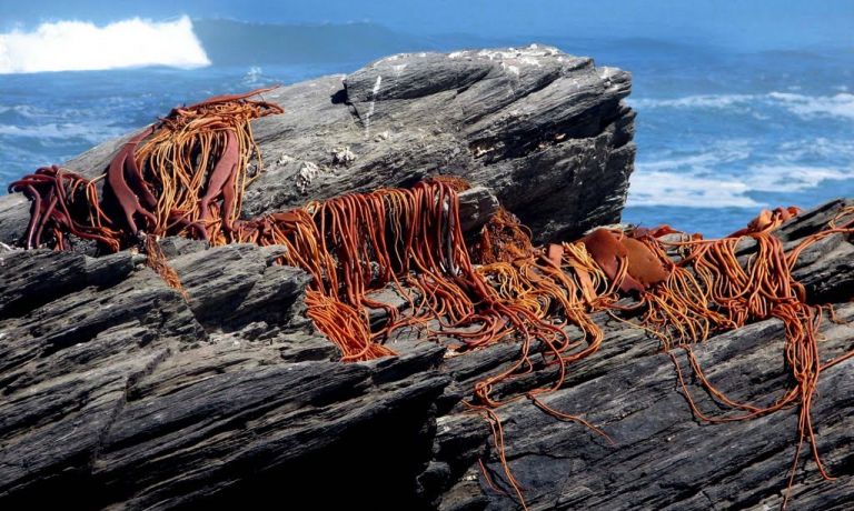 Hasta noviembre se prohíbe extracción de cochayuyo desde la costa del Maule