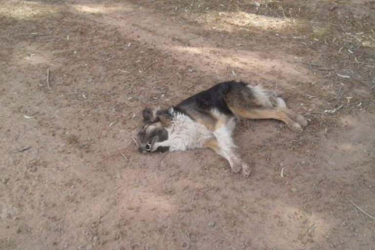Matanza de perros en San Javier deja cerca de 10 animales muertos