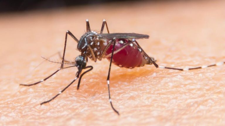 Nuevas infecciones y más casos de parasitosis gastrointestinales tropicales en Chile