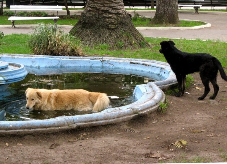 Perros vagos de la plaza fueron recogidos por canil municipal