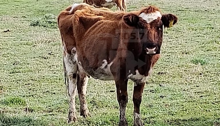 Sorprendente parición de vaca mellicera en la costa curicana