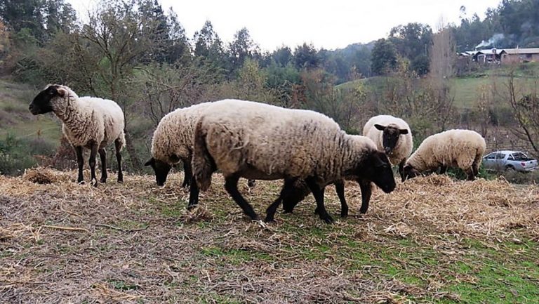 Productores ovejeros son capacitados en pre parto y lactancia