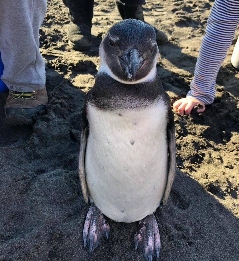 Pingüino rescatado en Pelluhue es derivado a Parque Safari para evaluación