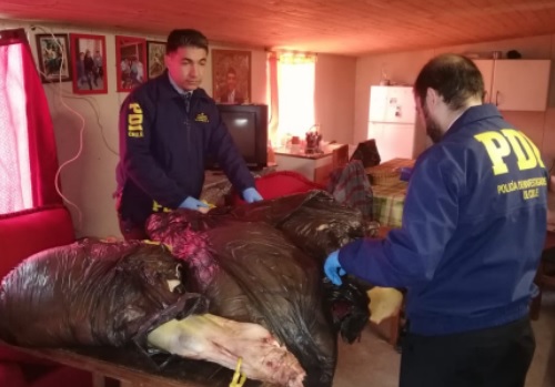 PDI incauta más de 400 kilos de carne faenada