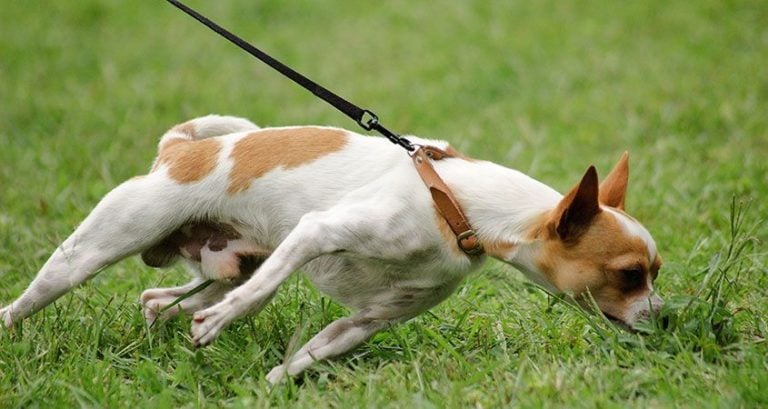 Reclaman por falta de criterio de propietarios de mascotas