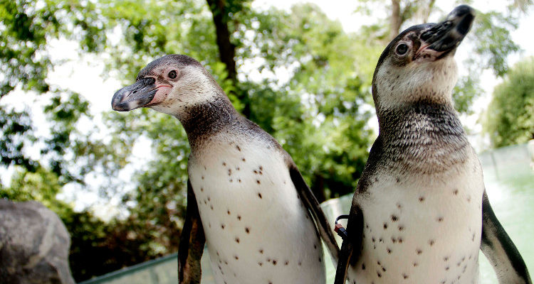 Población de pingüinos de Humboldt disminuyó 2/3 en una década