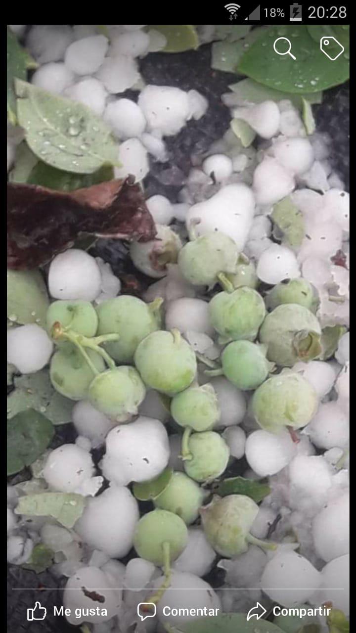 Ministro de Agricultura evaluará daños en fruticultura provocados por granizadas