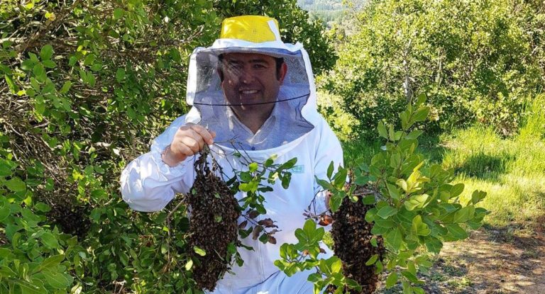 Apicultores en “pie de guerra” por monopolio de la miel en Curepto