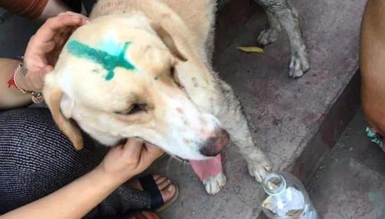 Grafitero rayó un perro en Parque Cerro Condell