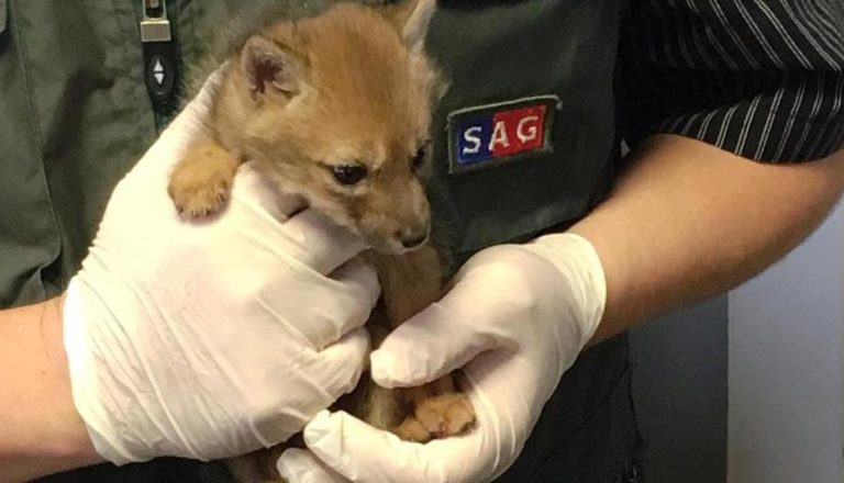 Rescatan cachorro de zorro culpeo extraviado de su camada